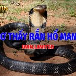 Mơ thấy rắn hổ mang