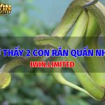 mo-thay-2-con-ran-quan-nhau