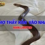mo-thay-ran-vao-nha